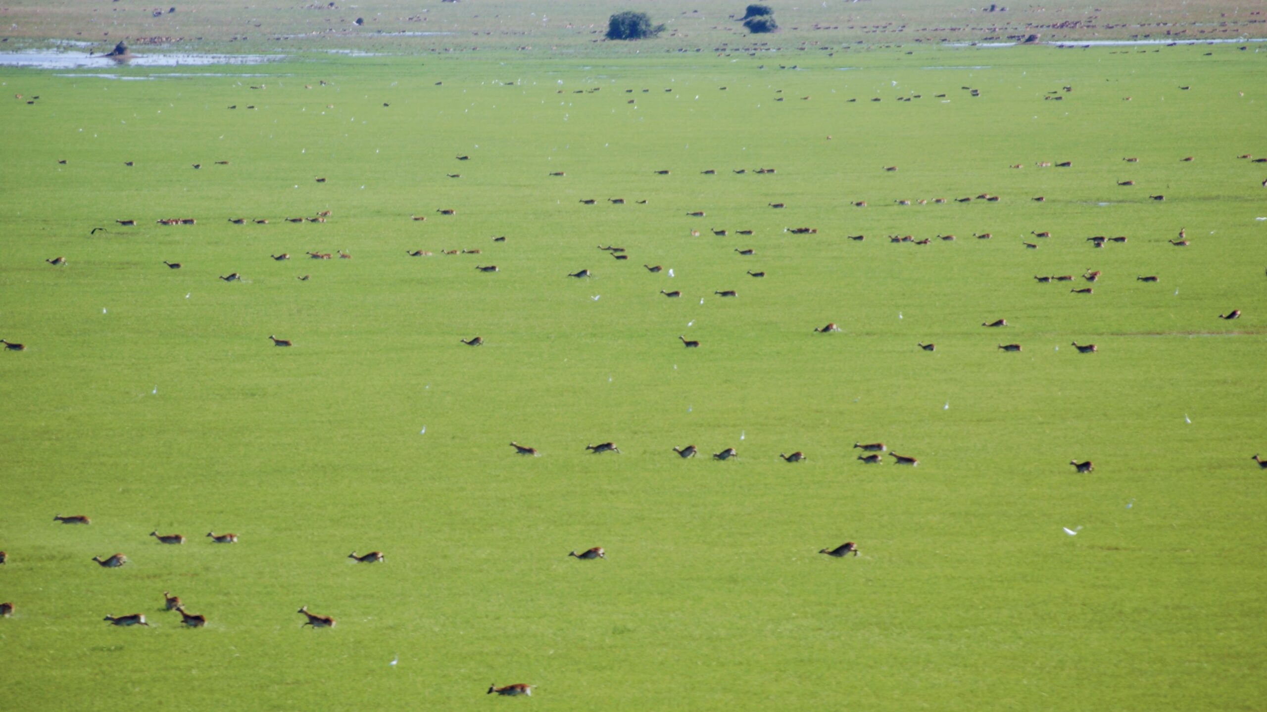 Kafue_Lechwe_Herd_Lochinvar