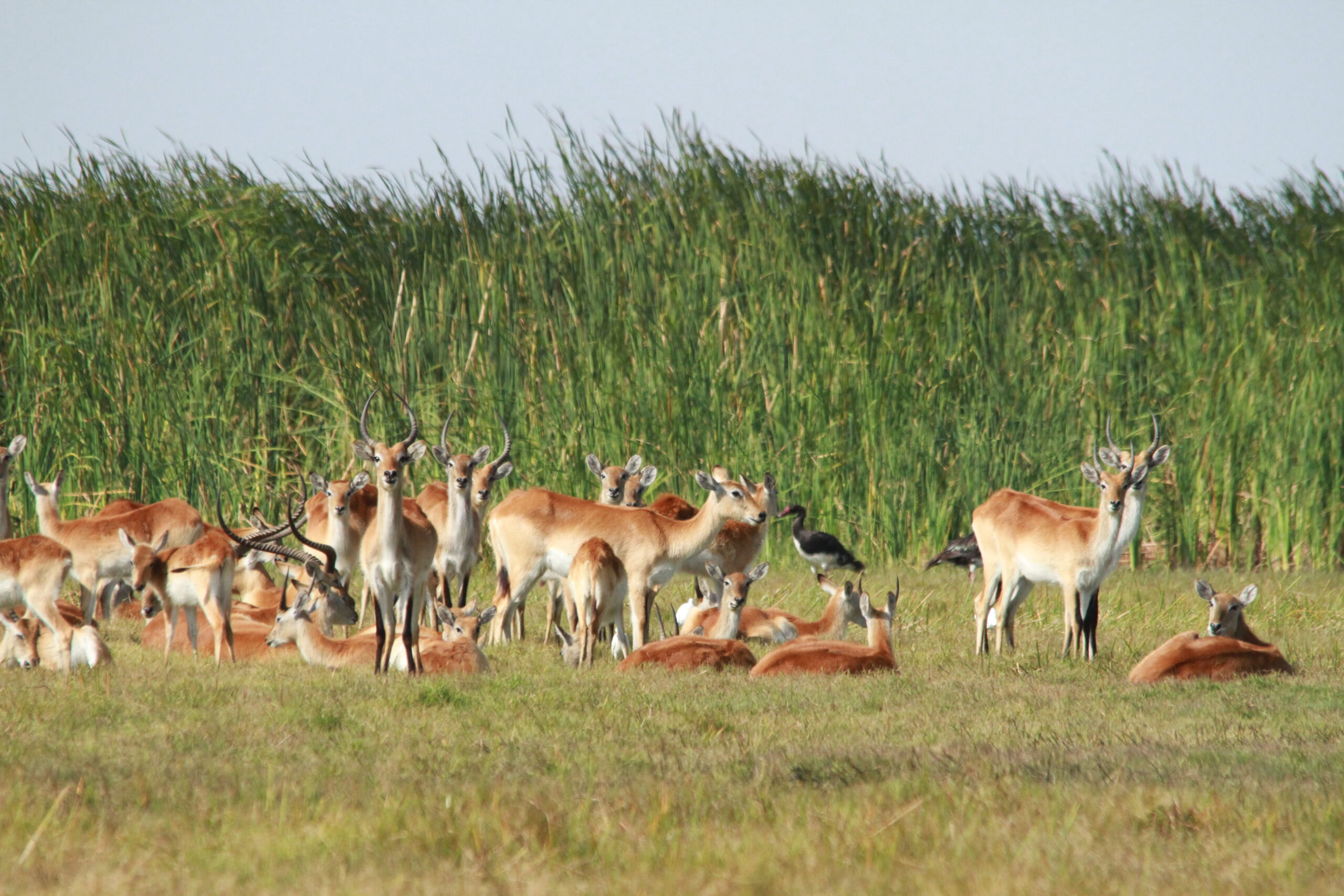 Kafue_Lechwe_at_Lochinvar_National_Park__Kafue_Flats