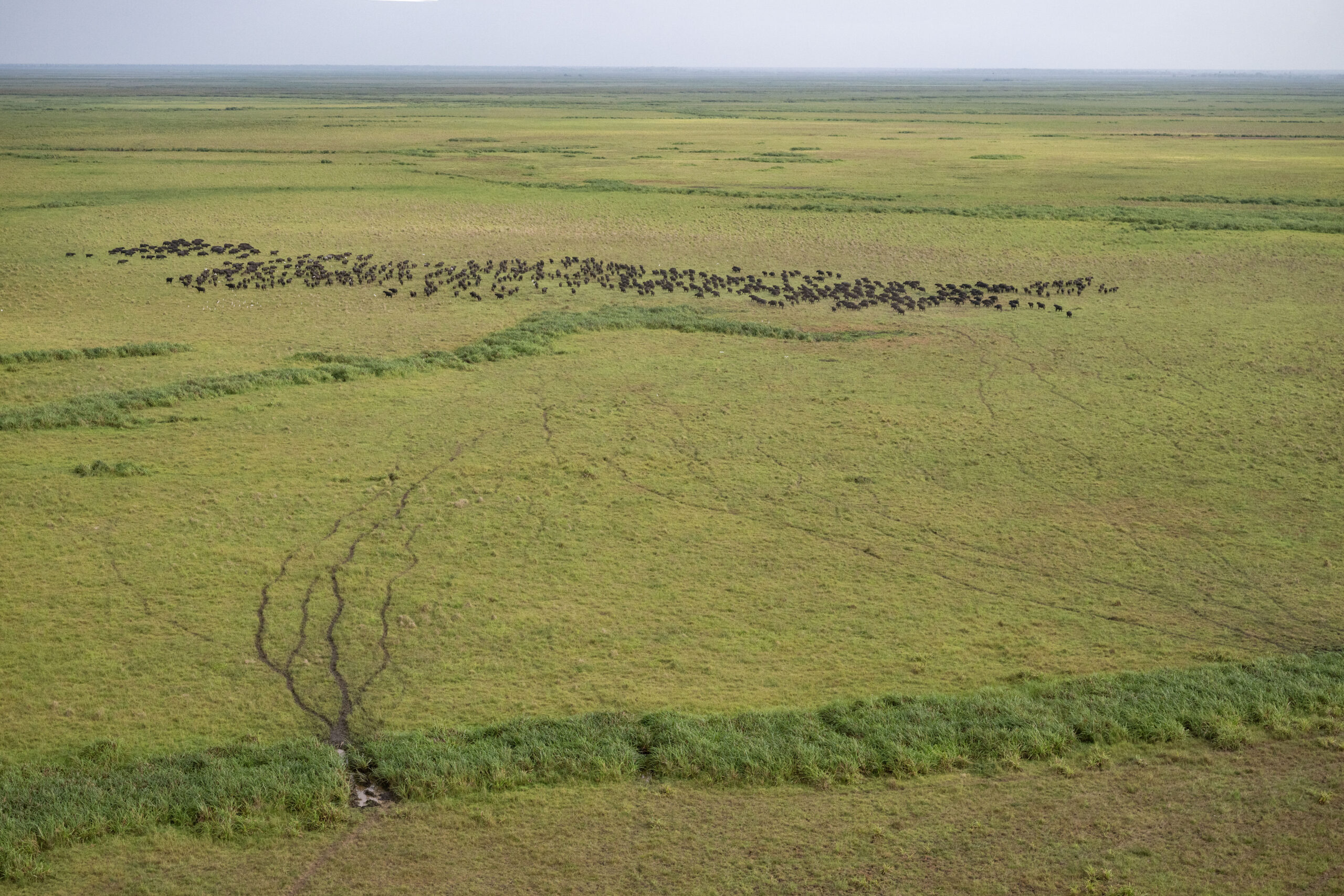 Buffalo on Marromeu Nature Reserve floodplain, Mozambique (Photo: Daniel Rosengren)