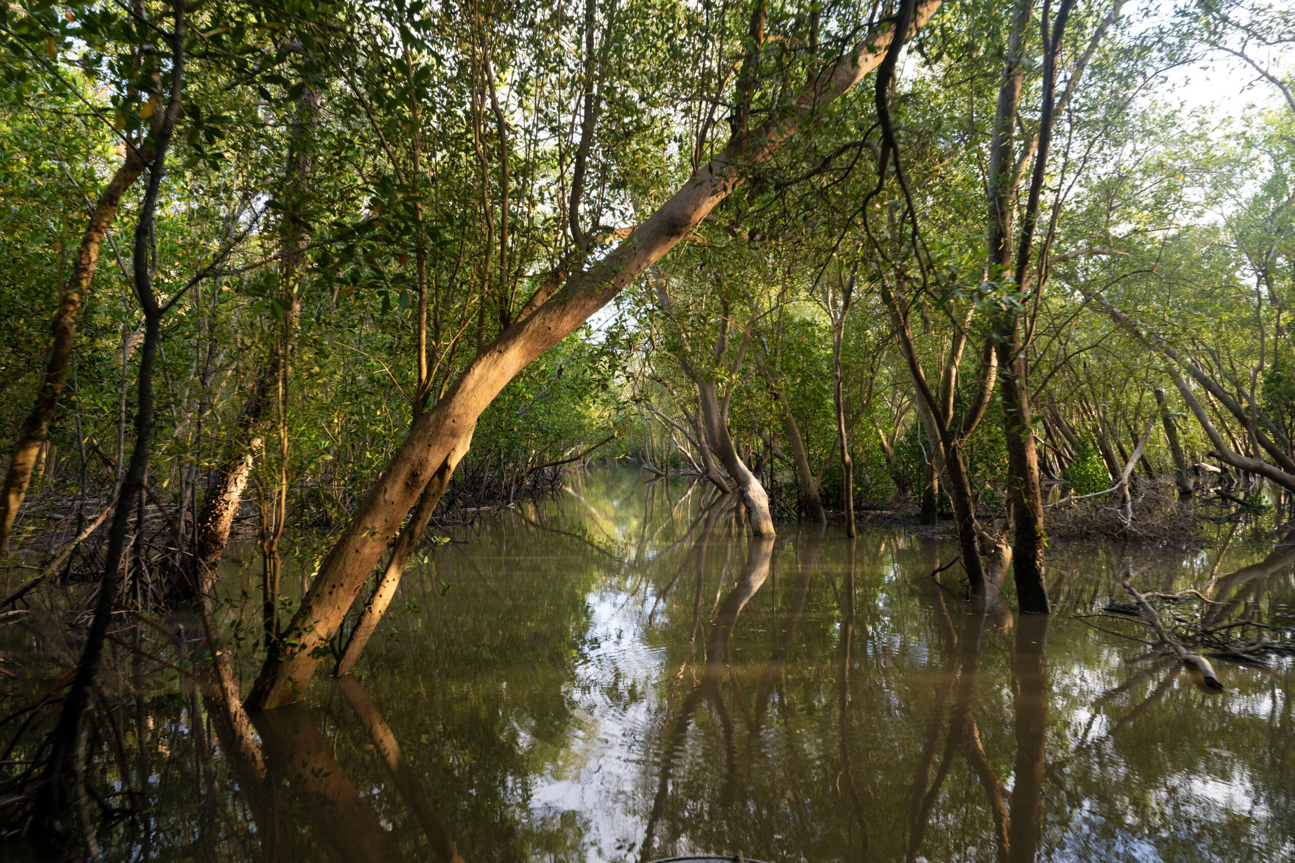 Marromeu Nature Reserve mangroves, Mozambique (Photo: Daniel Rosengren)