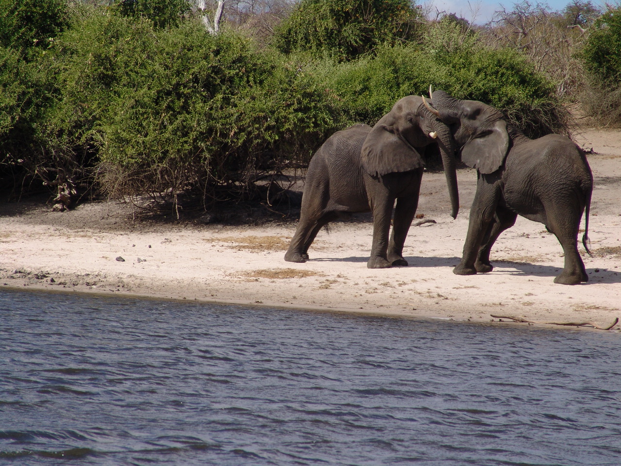 Elephants on the Chobe River, Botswana (Photo: Jackie Jay)