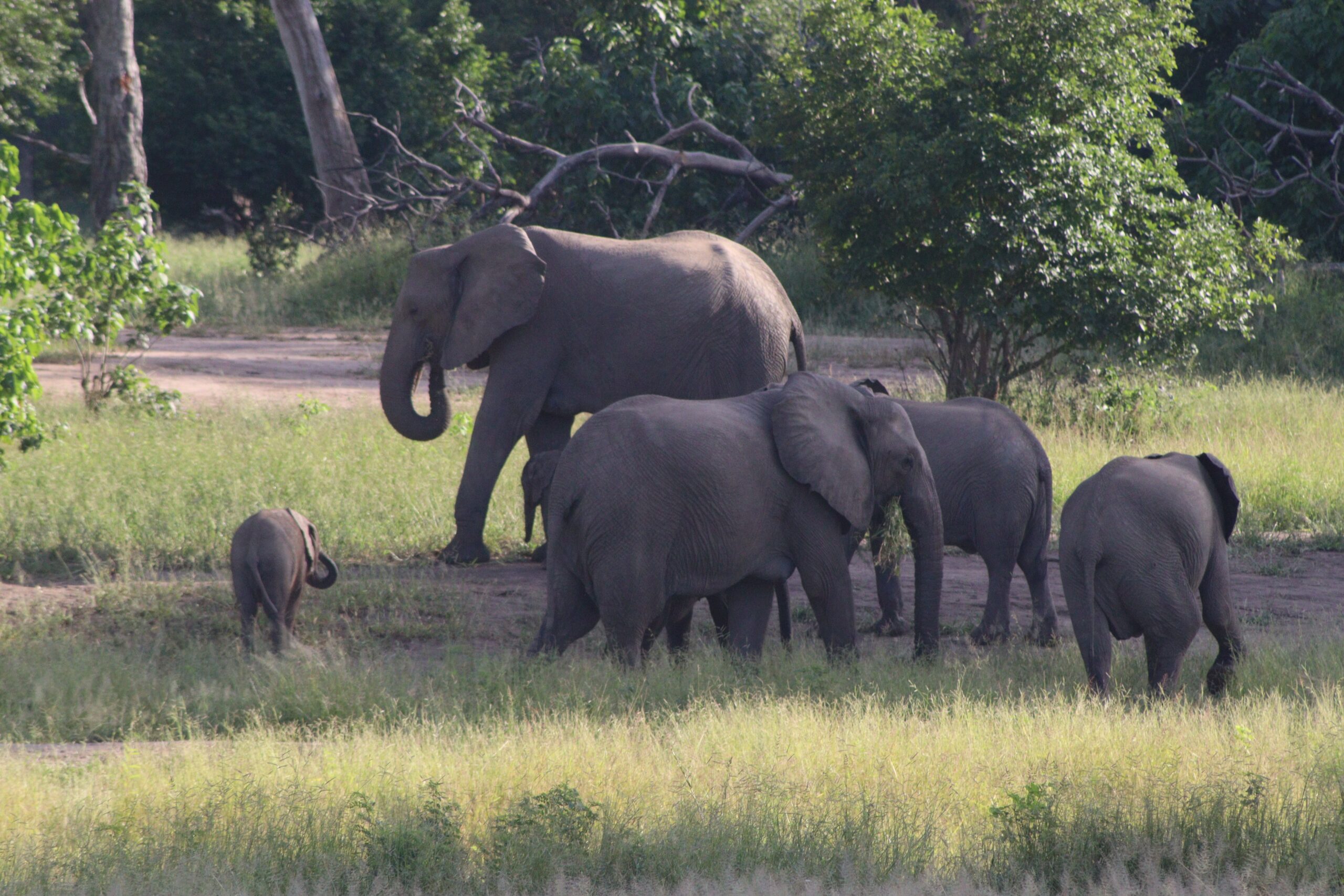 Mana Pools Ramsar Site, Zimbabwe