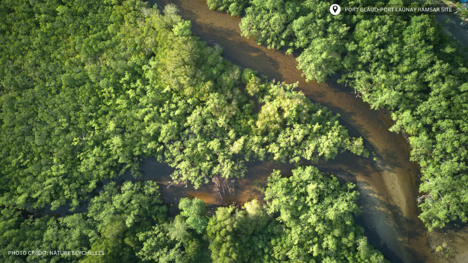 Partial view of the Port Launay coastal wetlands (Ramsar Site) with a few interconnecting canals winding through the Mangrove forest, Seychelles (Photo: Nature Seychelles)