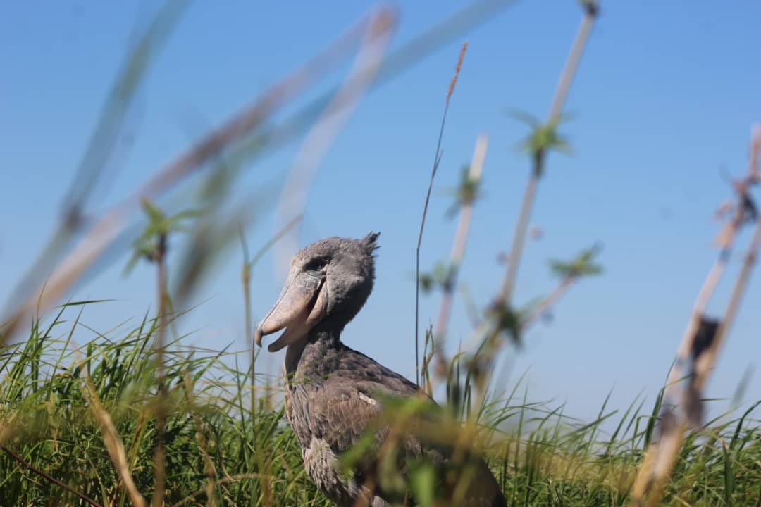 The Shoebill (Balaeniceps rex) in Bangweulu swamps, Zambia